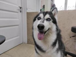mooie husky hond met veelkleurige ogen binnenshuis foto