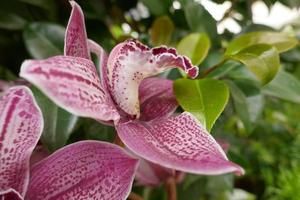 kastanjebruine en witte orchideeën foto