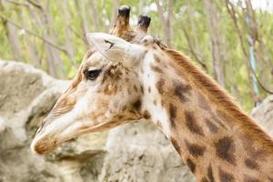 een close-up van een giraffe in een dierentuin foto