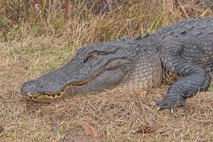 hoofdschot van een alligator die aan het zonnebaden is foto