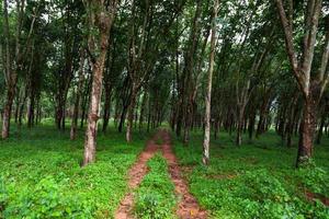 rubberboomplantage in het zuiden van thailand foto