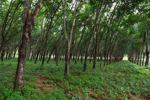 rubberboomplantage in het zuiden van thailand foto