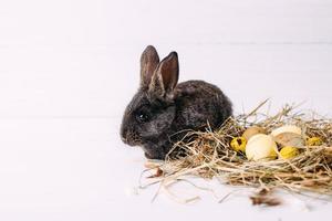 paashaas met paaseieren en een nest hooi. klein grijs konijn. foto