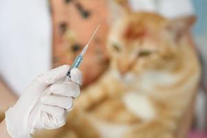 dierenarts geeft een kat een vaccinatie foto