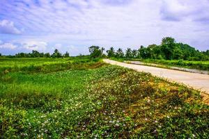 landweg en veld rijst schoonheid natuur in zuid thailand foto