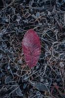 bevroren bruin blad in het winterseizoen foto