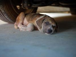 hond en slapen foto