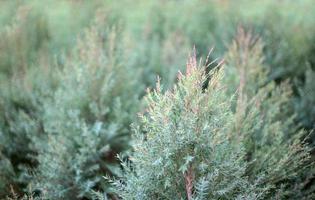 top van pasgeboren kerst pijnboom voor decoratie tuin. foto