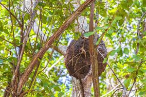 termietennest op de boom of tak in jungle mexico. foto