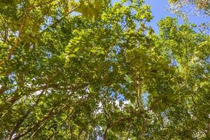 tropische planten in het natuurlijke junglebos playa del carmen mexico. foto