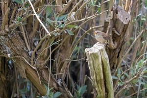 kleine winterkoninkje neergestreken op een boomstronk in de lente foto