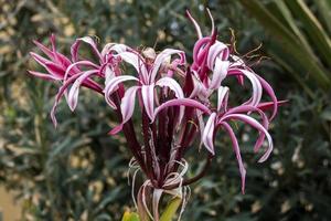 magenta crinum lelie bloeiend in tenerife foto