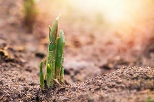 eerste groene spruiten van bloemen groeien uit de grond. vroege lente. tuinieren en landbouw concept. foto