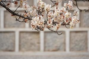 lentebloempruim, een bloeiende pruimbloem foto