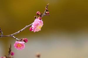 lentebloempruim, een bloeiende pruimbloem foto