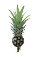 Ananas geïsoleerd op een witte achtergrond met uitknippad foto