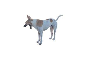 hond of puppy geïsoleerd op een witte achtergrond met uitknippad foto