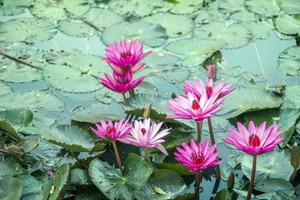 roze lotus op vijver foto