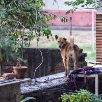 straathond op zoek naar geweldig eten, hond in het oude gebied van delhi chandni chowk in nieuw delhi, india, delhi straatfotografie foto