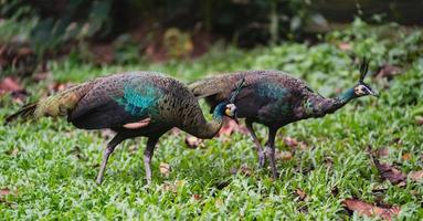 vrouwelijke pauw die op groen gras in dierentuinpark loopt foto