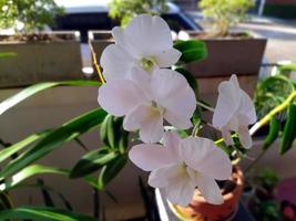 focus op de grote witte orchideeën in de pot. foto