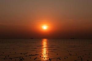 landschap van meeuwen die 's avonds tijdens zonsondergang vliegen. foto