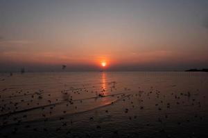 landschap van meeuwen die 's avonds tijdens zonsondergang vliegen. foto