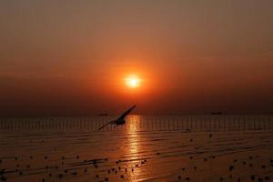 landschap van meeuwen die 's avonds tijdens zonsondergang vliegen. foto