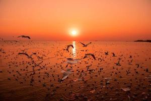 landschap van meeuwen die 's avonds tijdens zonsondergang vliegen. foto