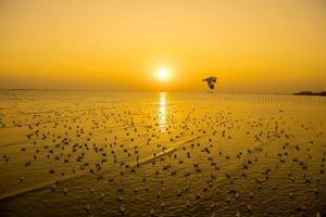 landschap van meeuwen die 's avonds tijdens zonsondergang vliegen. foto