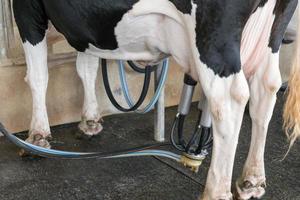 melkkoe. koe in een boerderij foto