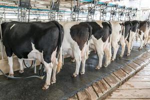 melkkoe. koe in een boerderij foto