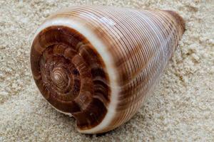 kegelvormige schelp op zacht zand foto