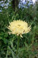 Gulden Vlies bloeiend in het wild in Toscane foto