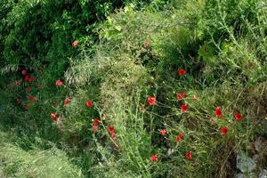 klaprozen groeien aan de kant van een weg in Toscane foto