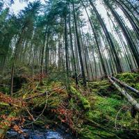 stroom tussen de bomen foto