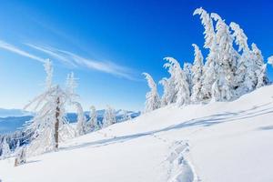 magische winter besneeuwde boom foto