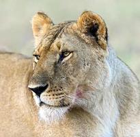 masai mara leeuwen foto