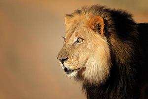 Afrikaanse leeuw portret foto