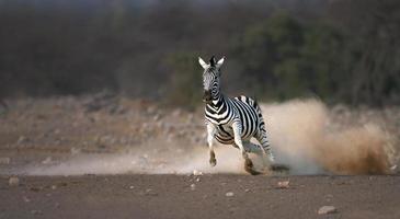 lopende zebra