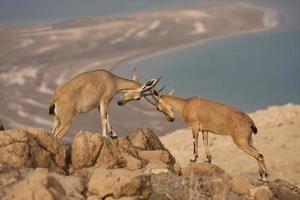 wilde steenbok - Dode Zee-woestijn, Israël foto