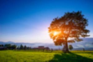 groen gazon en stralen die door de bomen breken bij zonsondergang foto