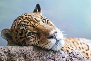 jaguar - panthera onca