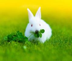 grappig baby wit konijn in gras foto