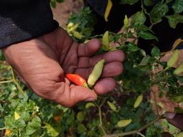 de handen van een boer houden twee pepers vast die nog steeds door de boom stappen. chili is een groente die wordt gebruikt voor smaak in voedsel. in de Indonesische landbouw foto