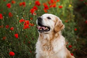 labrador retriever-hond. golden retriever hond op gras. schattige hond in papaver bloemen. foto