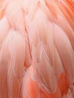 roze flamingo achtergrond foto