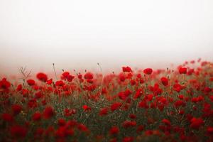 prachtig veld van rode papavers in het licht van de zonsondergang. close-up van rode papaver bloemen in een veld. rode bloemen achtergrond. prachtige natuur. landschap. romantische rode bloemen. foto