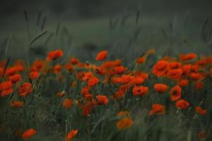 prachtig veld van rode papavers in het licht van de zonsondergang. close-up van rode papaver bloemen in een veld. rode bloemen achtergrond. prachtige natuur. landschap. romantische rode bloemen. foto