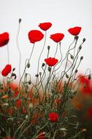 prachtig veld van rode papavers in het licht van de zonsondergang. close-up van rode papaver bloemen in een veld. rode bloemen achtergrond. prachtige natuur. landschap. romantische rode bloemen. foto